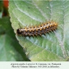 argynnis paphia pyatigorsk larva l4 2